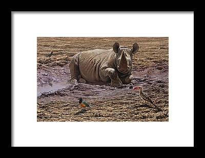 Rhino Art Prints and Merchandise