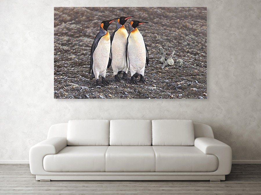 Canvas Penguin Print