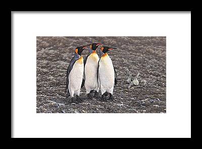 Unique Penguin Wall Art gifts