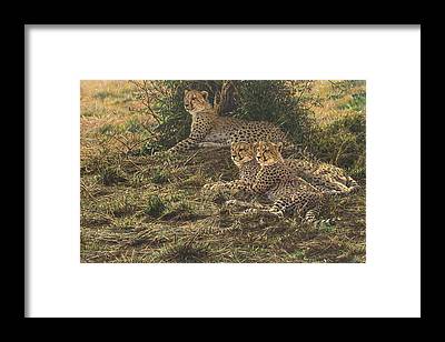 Cheetah Art Prints and Wall Art