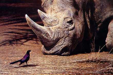 Rhino Picture