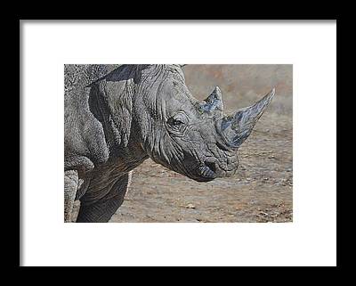 Rhino Art Prints