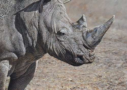 White Rhino Painting For Sale