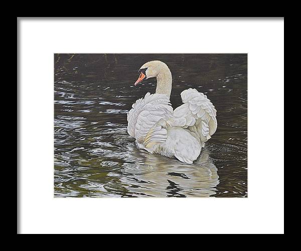 Swan Wall Art gifts and prints