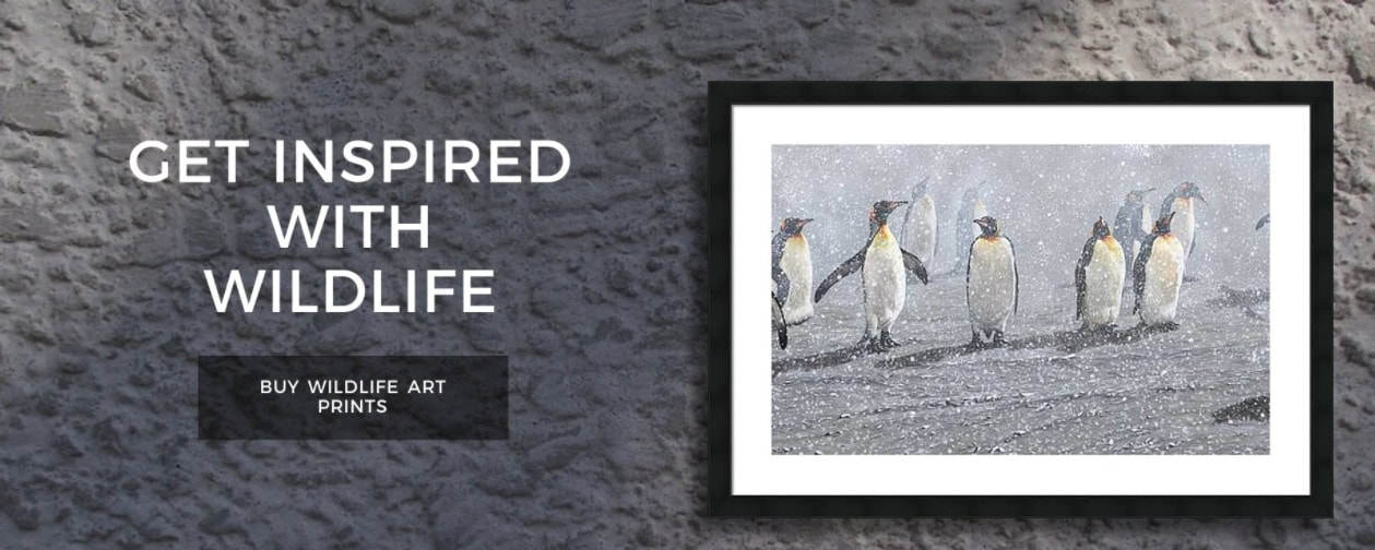 Wildlife Wall Art and Prints