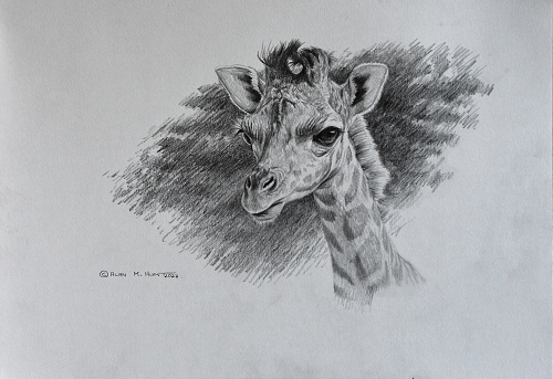 Graphite Pencil Wildlife Studies Animal Art Sketches For Sale - Alan M Hunt