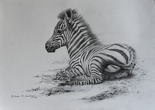 Zebra Foal Sketch by Alan M Hunt £250