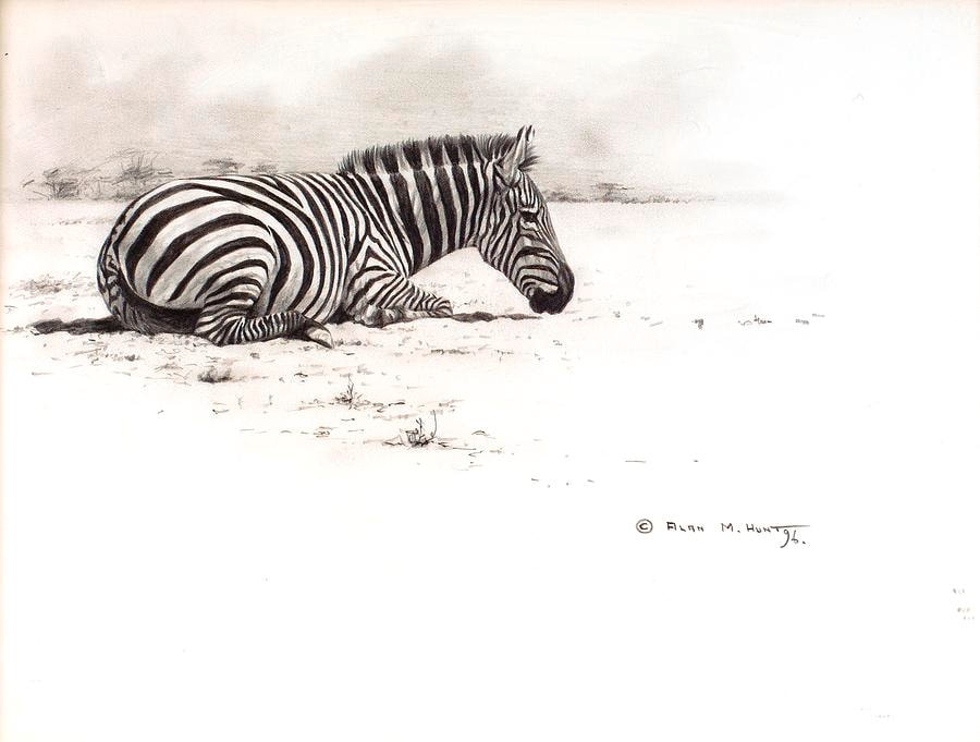 Animal Sketches by Wildlife Artist Alan M Hunt